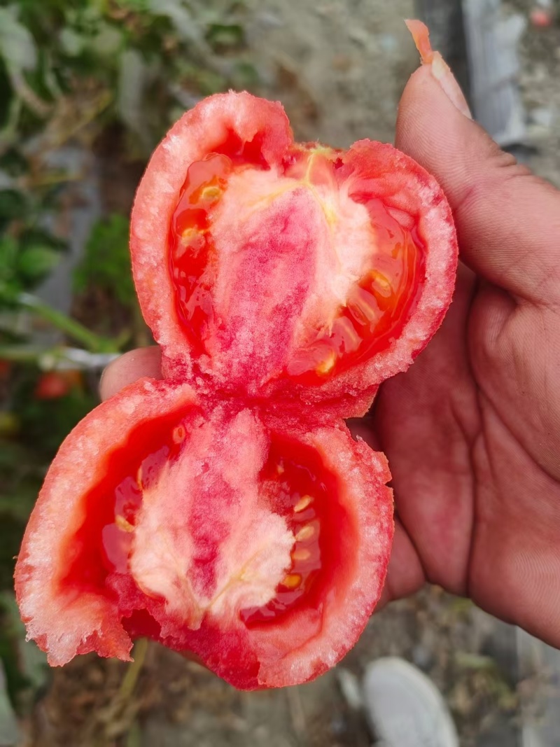 西红柿精品西红柿各种规格产地直发一手货源电商商超货