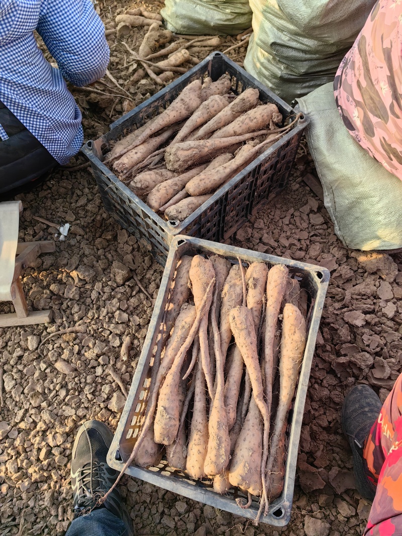 山药豆苗，白玉豆苗，山东豆苗，产地直发，代办全国