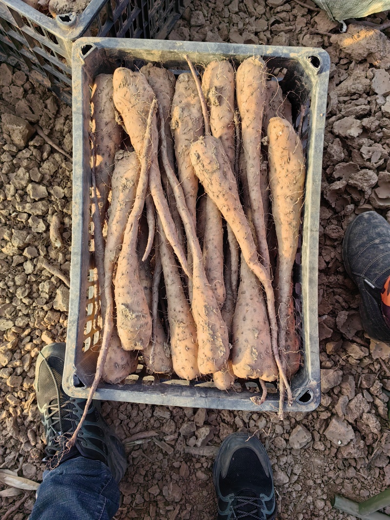 山药豆苗，白玉豆苗，山东豆苗，产地直发，代办全国