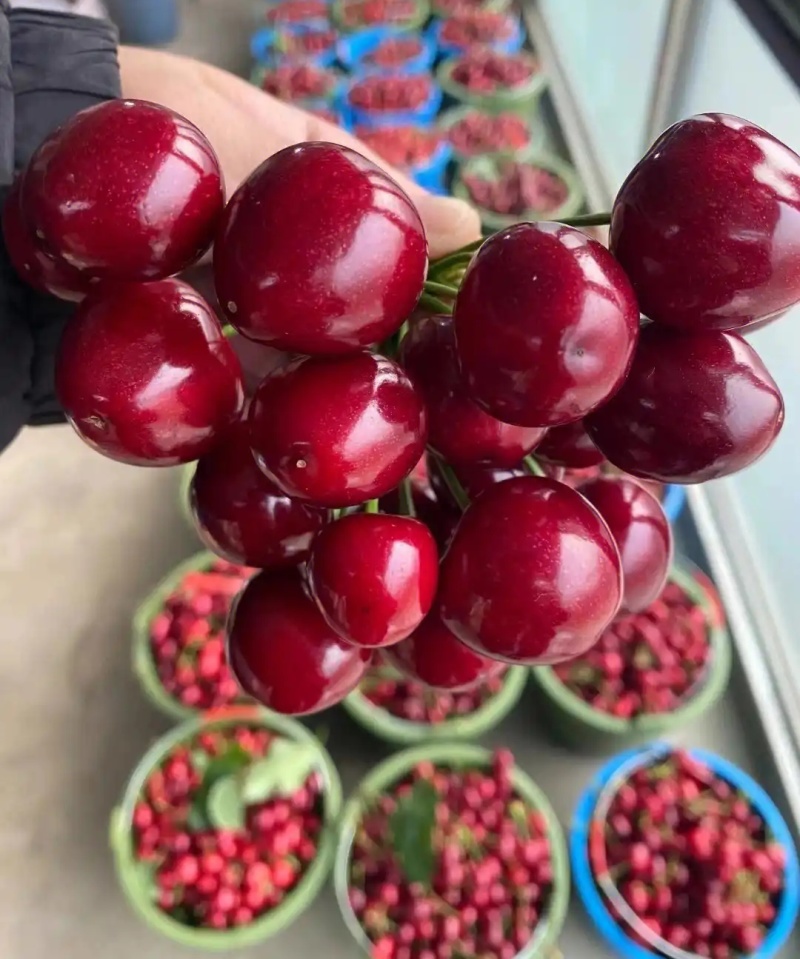 《美早樱桃》陕西樱桃/基地现摘现发/量大质优/全国发货