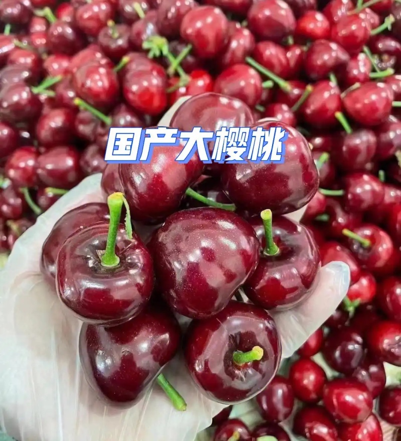 《美早樱桃》陕西樱桃/基地现摘现发/量大质优/全国发货