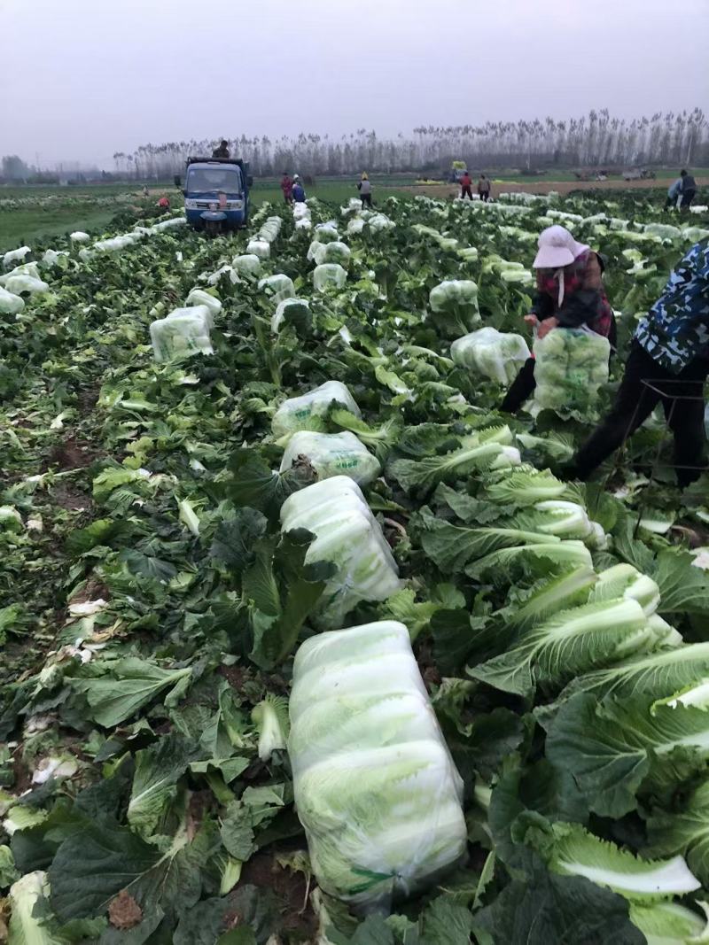 2025年新产大白菜上市啦，价格美丽，