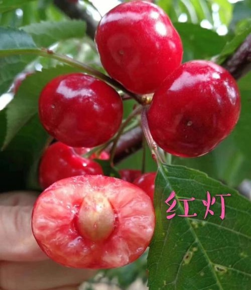《红灯樱桃》陕西红灯大樱桃基地现摘/量大质优/全国发货
