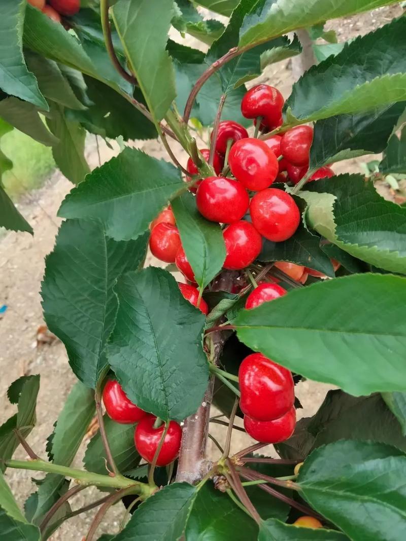 《红灯樱桃》陕西红灯大樱桃基地现摘/量大质优/全国发货