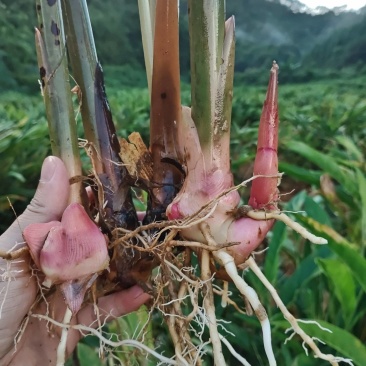 大量供应南姜，山姜，种苗，干片大量批发欢迎来电咨询