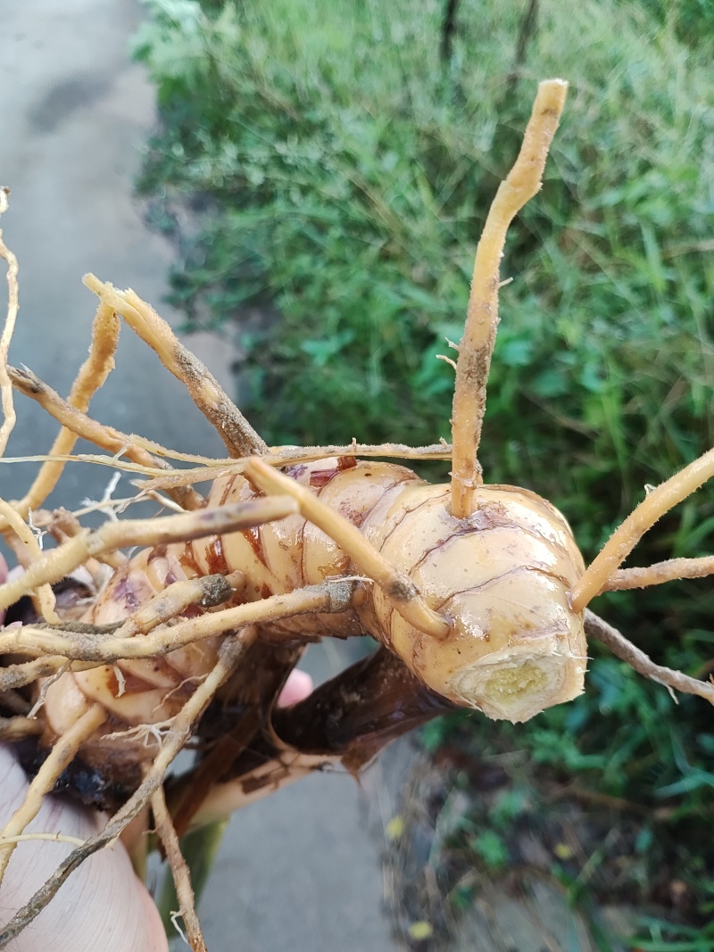 大量供应南姜，山姜，种苗，干片大量批发欢迎来电咨询