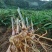 大量供应南姜，山姜，种苗，干片大量批发欢迎来电咨询