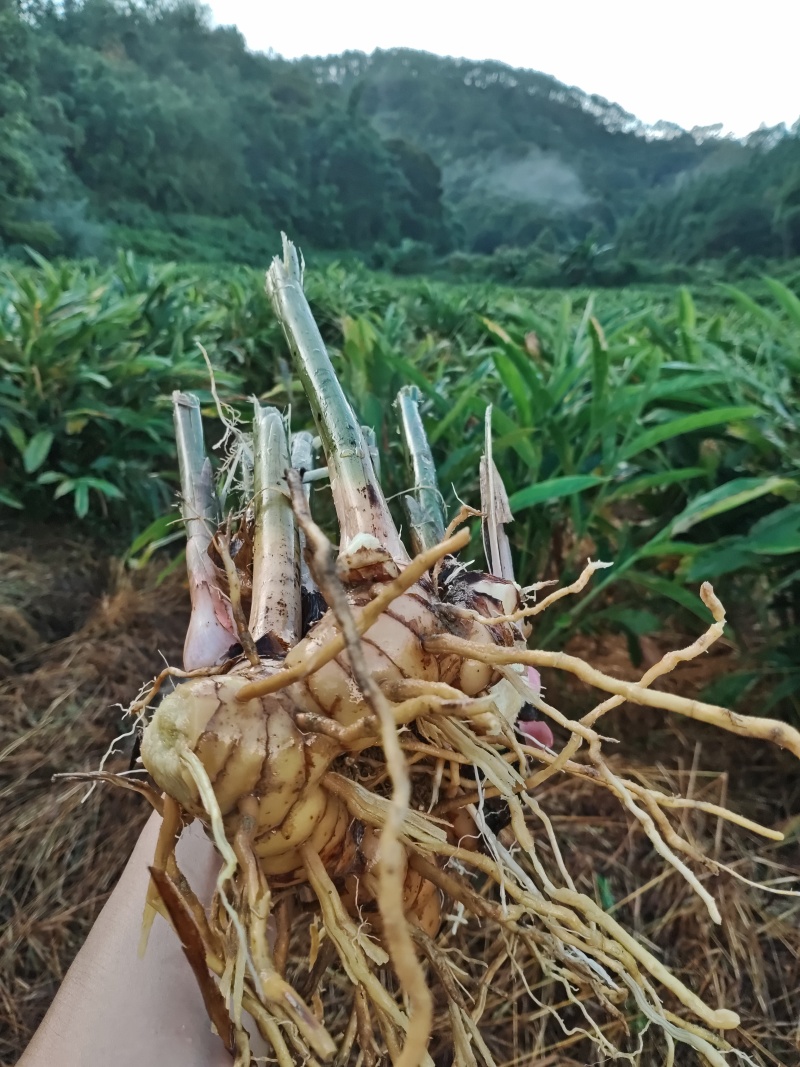大量供应南姜，山姜，种苗，干片大量批发欢迎来电咨询