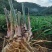 大量供应南姜，山姜，种苗，干片大量批发欢迎来电咨询