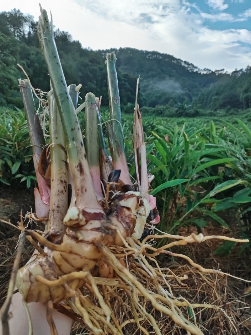 大量供应南姜，山姜，种苗，干片大量批发欢迎来电咨询