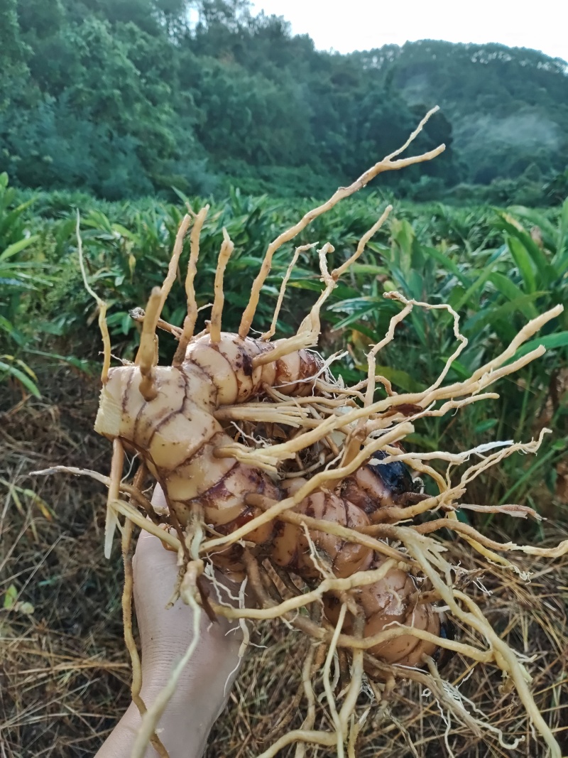 大量供应南姜，山姜，种苗，干片大量批发欢迎来电咨询