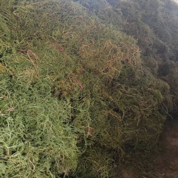 野生伸筋草