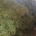 野生伸筋草