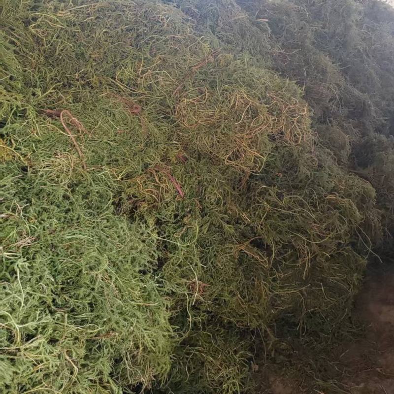 野生伸筋草