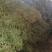 野生伸筋草