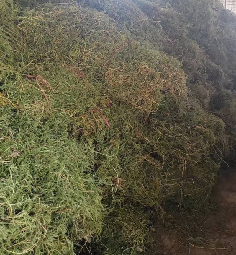 野生伸筋草