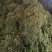 野生伸筋草