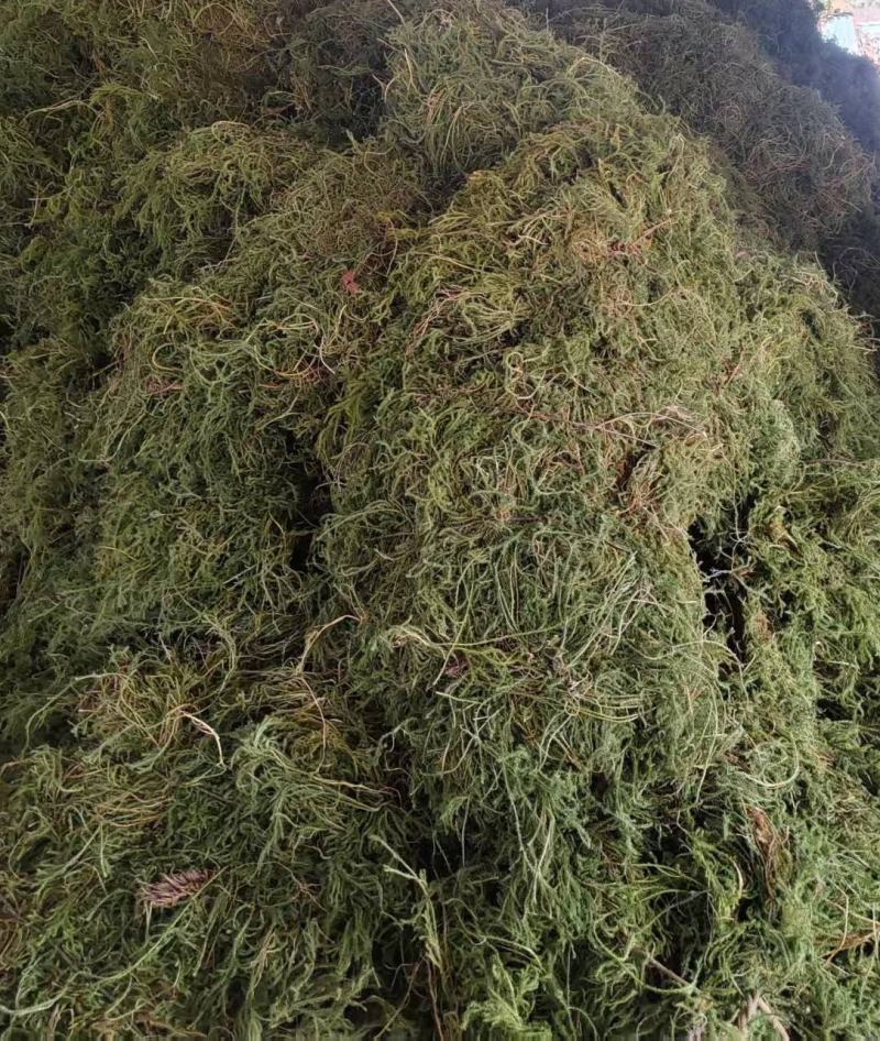 野生伸筋草