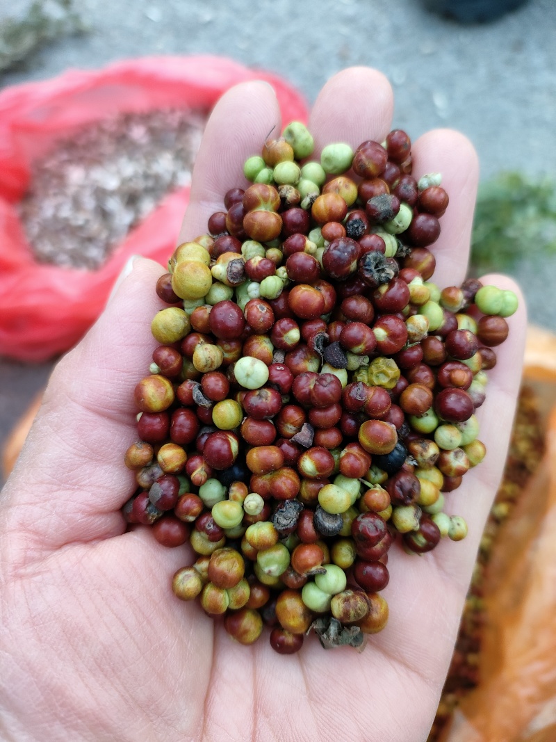 茜草种子，家种茜草，野生茜草