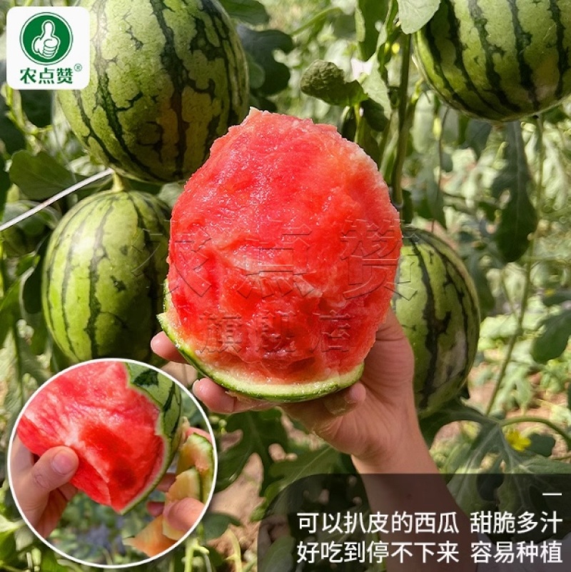 2K礼品西瓜种子-早熟皮薄有韧性甜脆多汁口感佳一代杂交