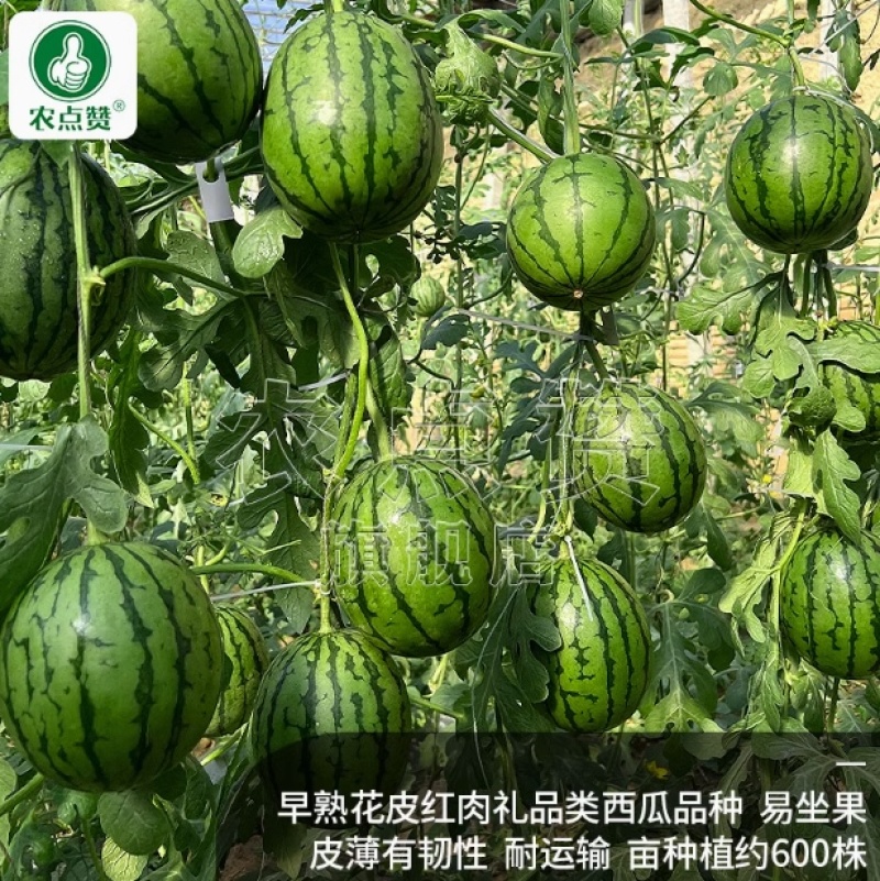 2K礼品西瓜种子-早熟皮薄有韧性甜脆多汁口感佳一代杂交