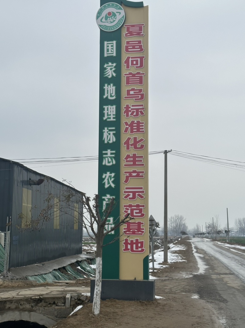 国家认证夏邑高产王改良何首乌大叶种苗纯根假一赔十