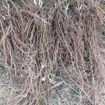 威灵仙苗