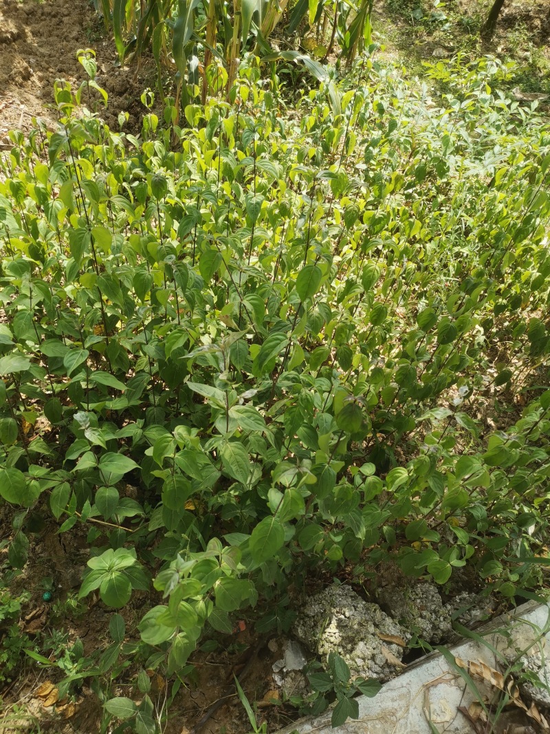 四照花苗子