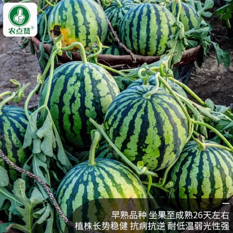 冰糖麒麟西瓜种子-早熟种抗病抗逆耐低温汁多味甜适应性强