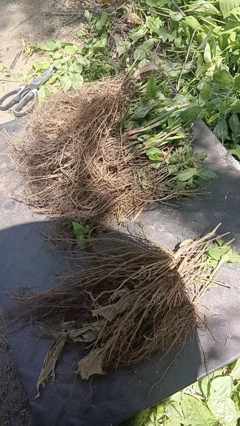 威灵仙苗