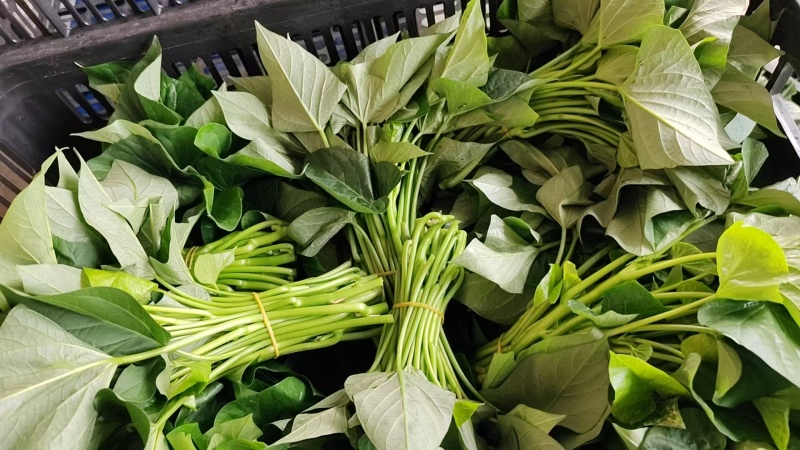 菜番薯叶