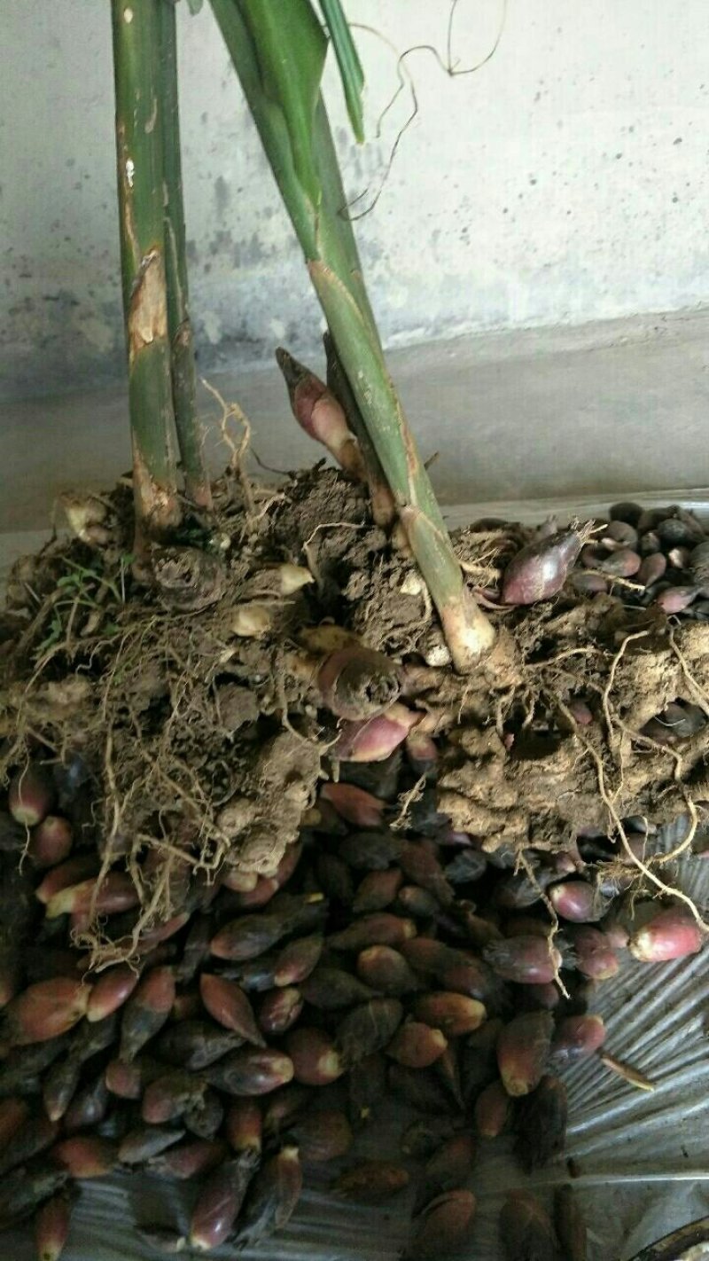 洋荷种