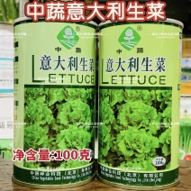 中蔬意大利生菜种子爽脆微甜半结球生菜种籽耐抽苔耐热耐寒