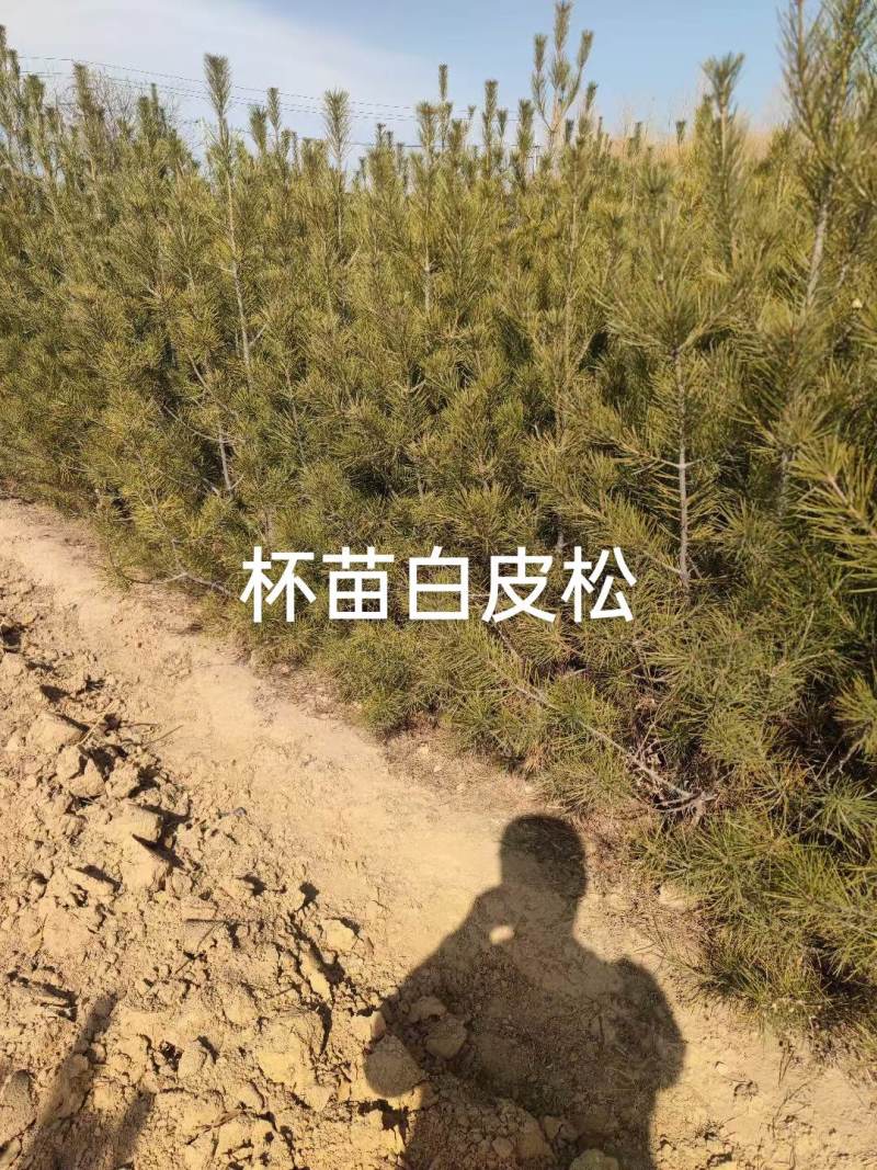 高度1.5米白皮松21杯