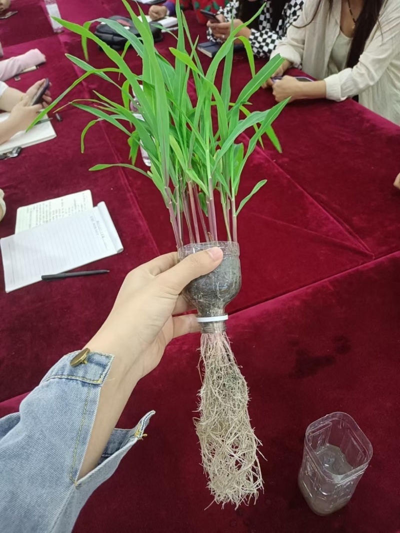 【口碑好肥料】生物有机菌肥厂家直发品质保证欢迎选购