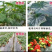 枯草芽孢杆菌微生物菌剂有机质50有效活菌8亿根腐用肥