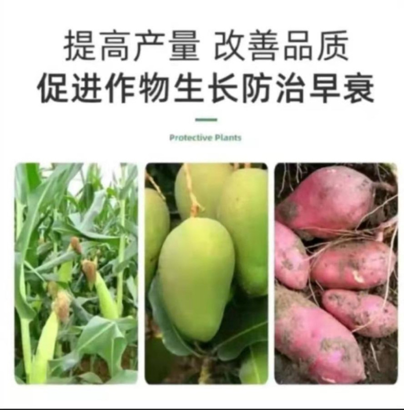 枯草芽孢杆菌微生物菌剂有机质50有效活菌8亿根腐用肥