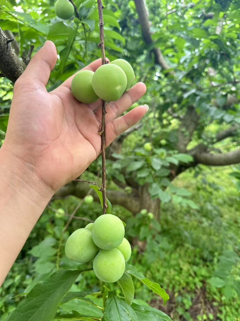 三月李一手货源果园现摘，对接各种电商渠道，市场商超