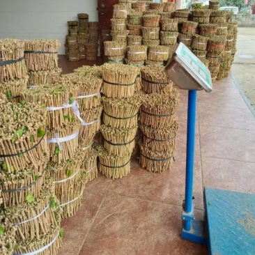 横州市茉莉花花枝现货