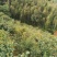 福建武夷山山茶油自产自销一手货源品质保证可视频看货