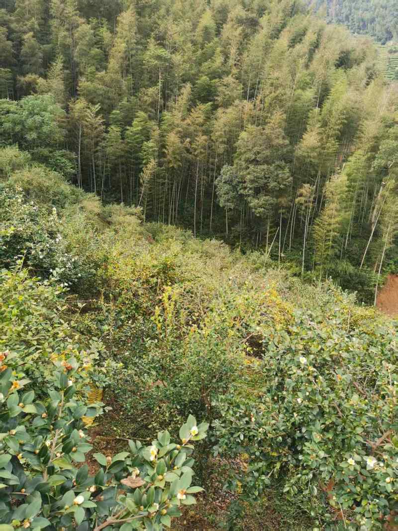 福建武夷山山茶油自产自销一手货源品质保证可视频看货