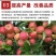 碳能微生物菌肥复合微生物颗粒+有机无机微生物三合一厂家直发