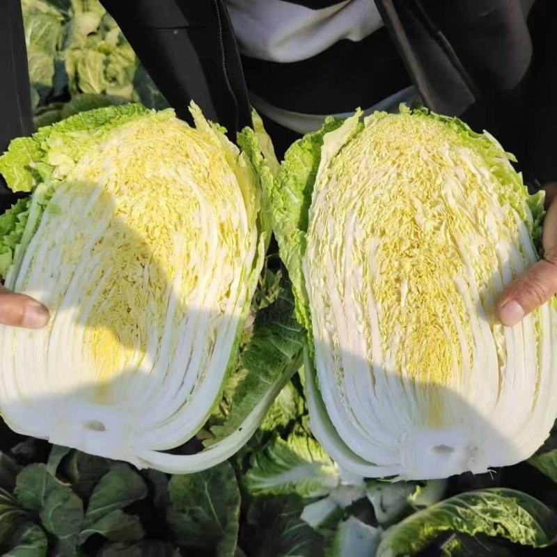 精品白菜大量上市产地直销实力代收