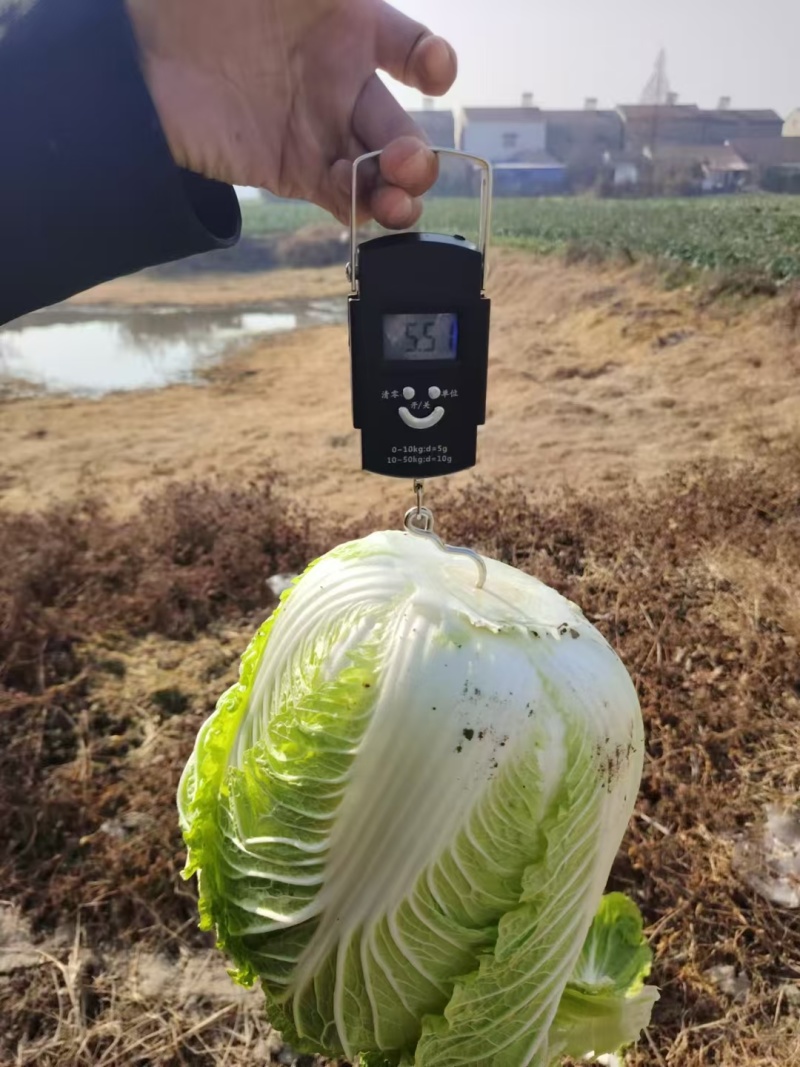 精品白菜大量上市产地直销实力代收