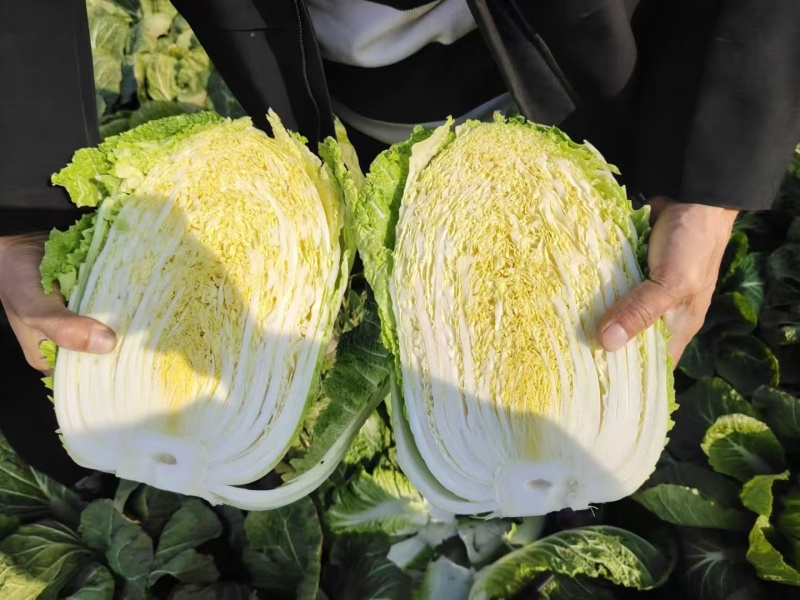 精品白菜大量上市产地直销实力代收