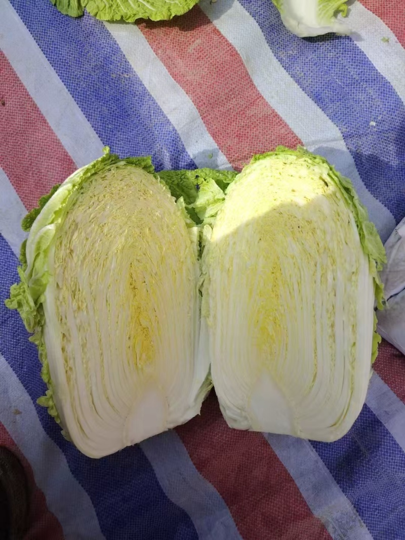 精品白菜大量上市产地直销实力代收