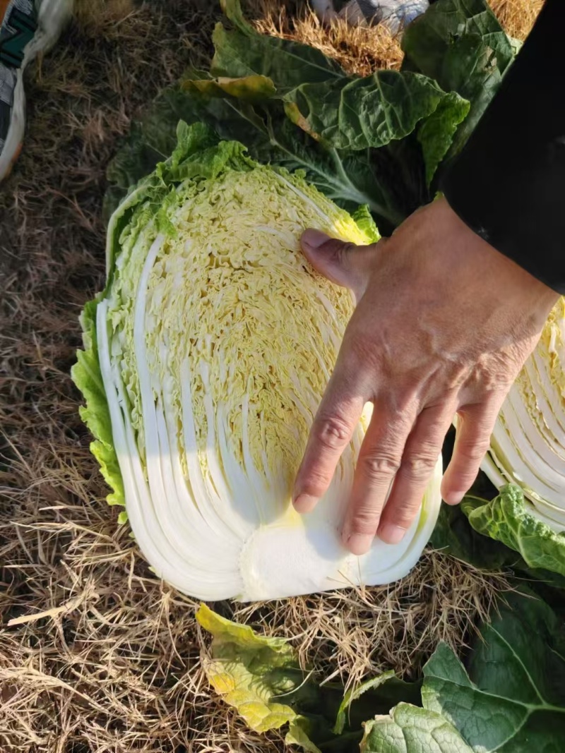 精品白菜大量上市产地直销实力代收