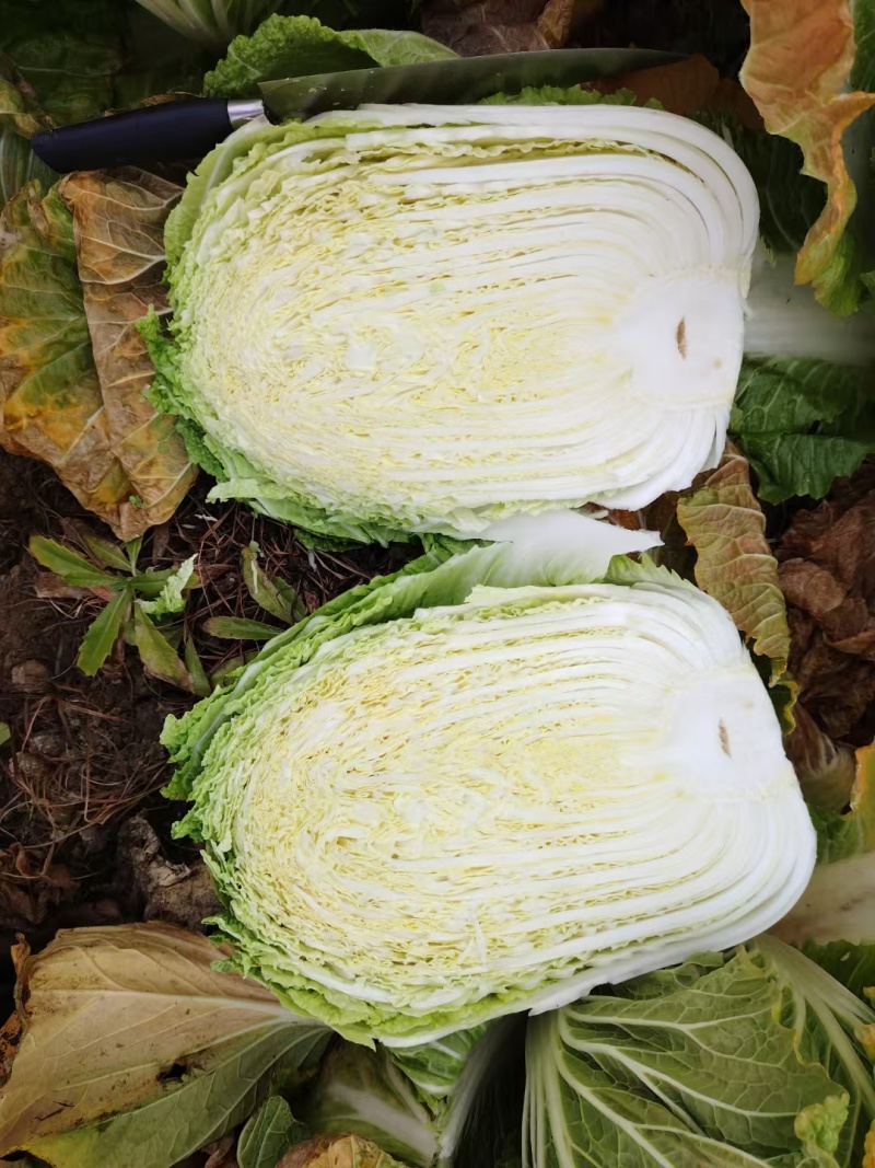 精品白菜大量上市产地直销实力代收