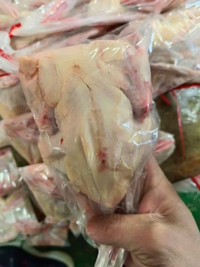 鸽子一级二级规格齐全