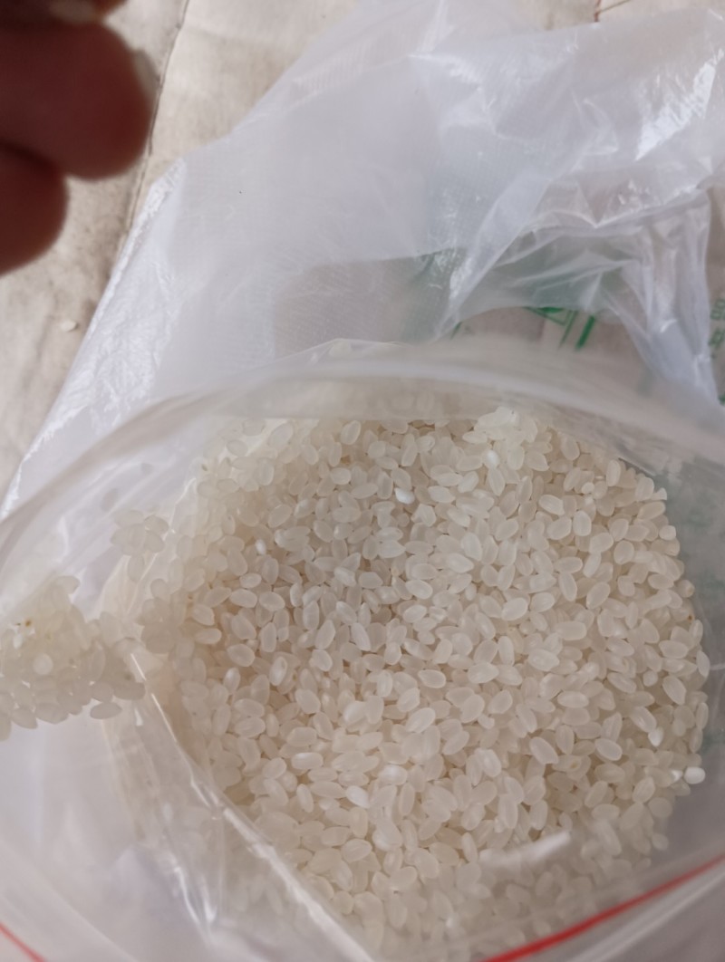 珍珠米